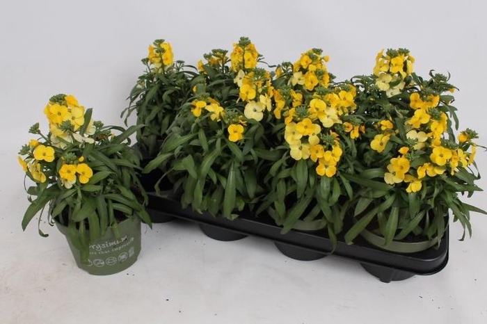 <h4>ERYS LEY LEMON GLOW</h4>