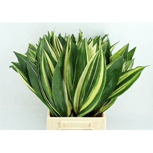 Aspidistra El Noy