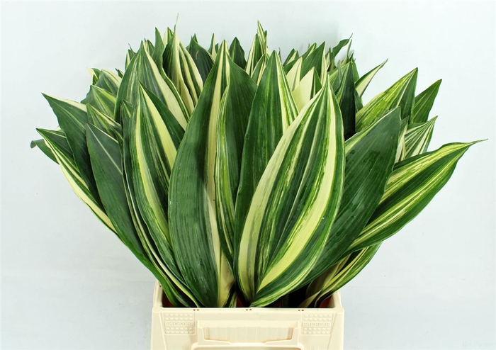 <h4>Aspidistra Noy 50cm</h4>