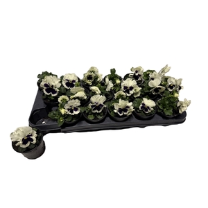 VIO WI EB WHITE BLOT