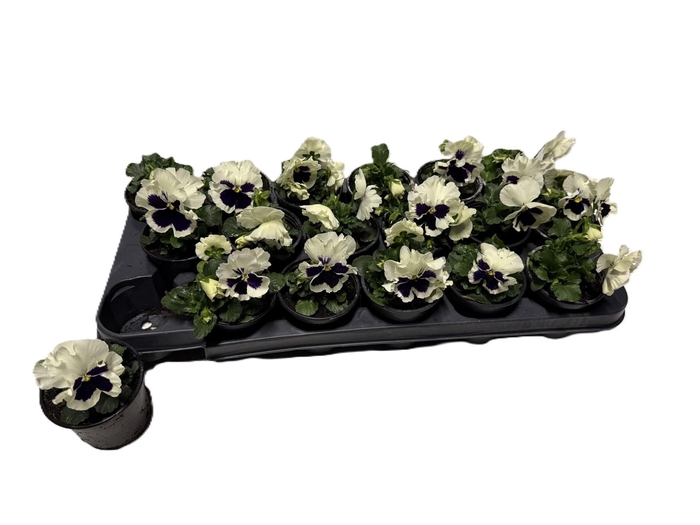 <h4>VIO WI EB WHITE BLOT</h4>