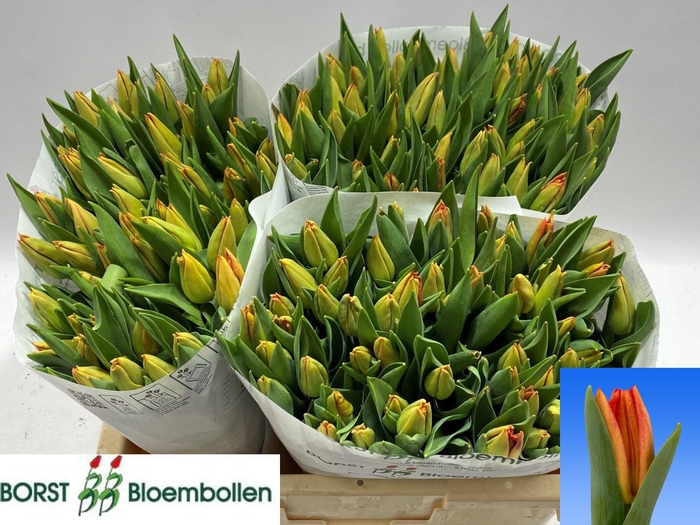 <h4>TU EN MELBOURNE</h4>