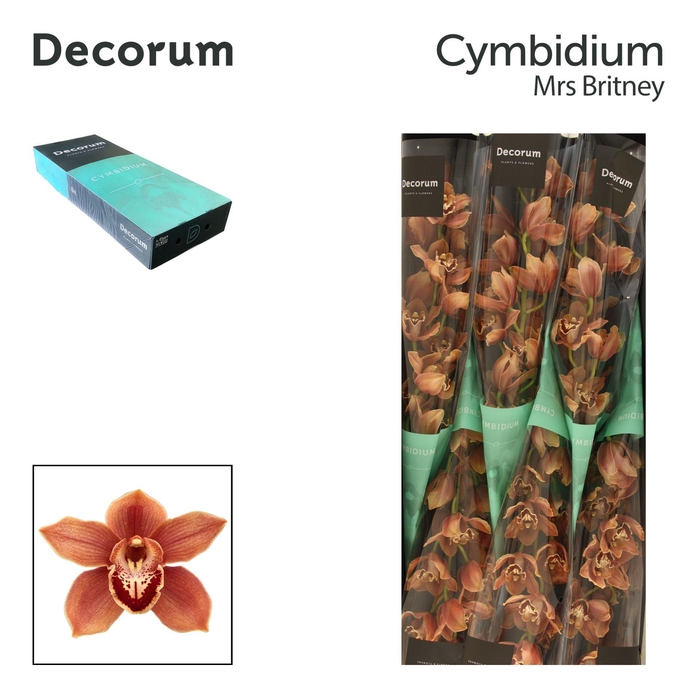 <h4>CYMB T MRS BRITNEY Decorum 80cm</h4>