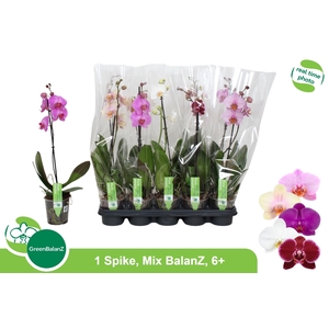 PHAL GEM
