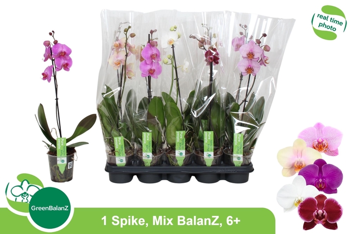 <h4>PHAL GEM</h4>
