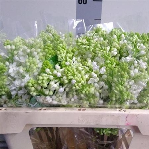 Syr V Mme Fl Stepman