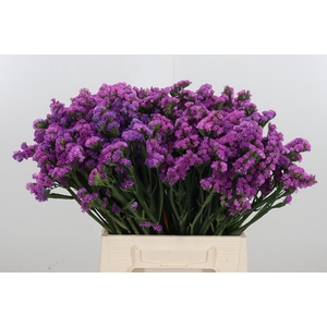 Limon S Rosa Sun Birds