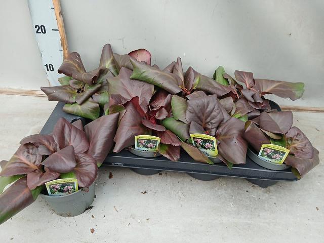 <h4>BERG CORD PURPUREA</h4>