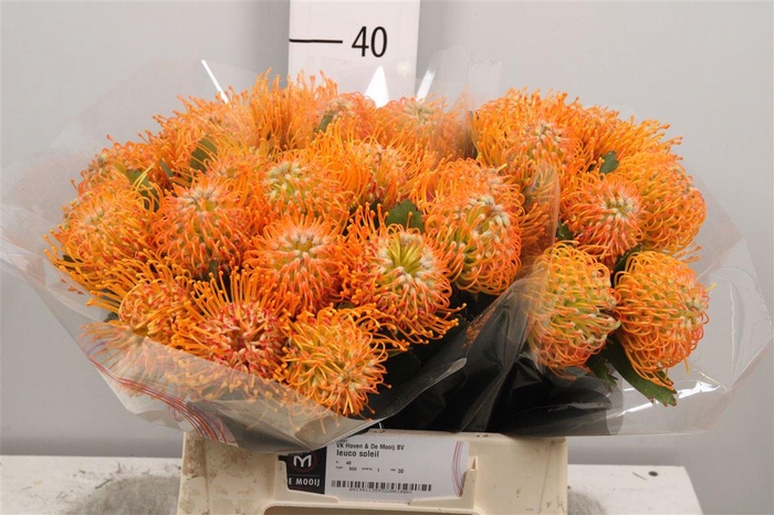 <h4>Leuco Soleil</h4>