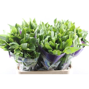 Alstr Gigi Cream (creme)