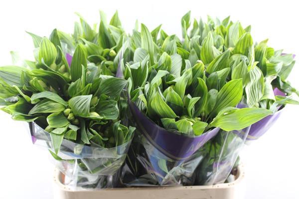 <h4>Alstr Gigi Cream (creme)</h4>