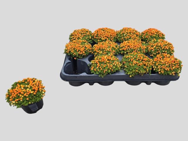 <h4>NERT GR SUZANNE</h4>