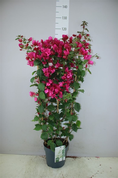 <h4>Bougainvillea San Paars Op Rek</h4>