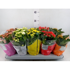 Kalanchoe blos. 'Perfecta' ..mix 5
