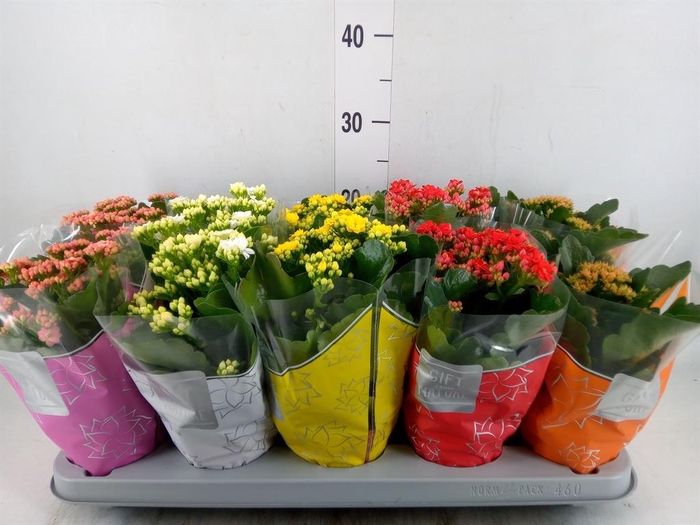 <h4>Kalanchoe blos. 'Perfecta'  ..mix 5</h4>