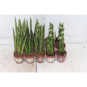 SANSEVIERA MINI MIX P06