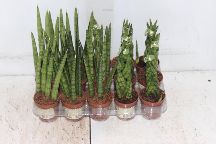 <h4>SANSEVIERA MINI MIX P06</h4>