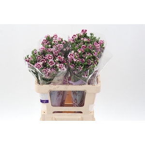 Di Raffine Saba 60cm