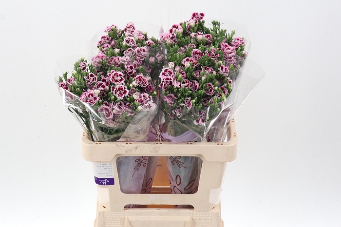 <h4>Di Raffine Saba 60cm</h4>