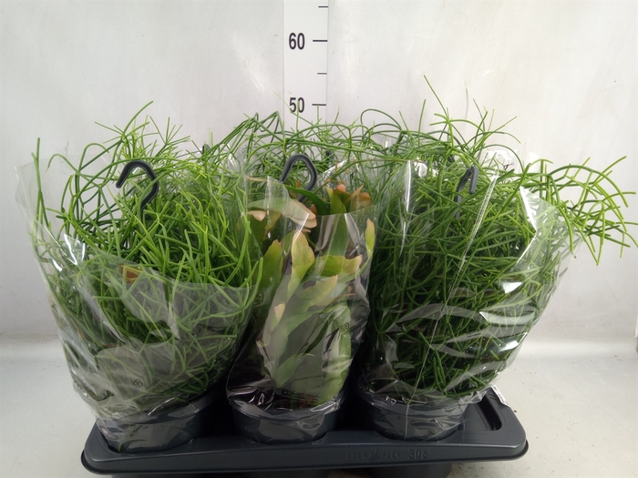 <h4>Rhipsalis   ...mix</h4>