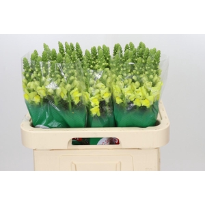 Antirrhinum Legend Yellow