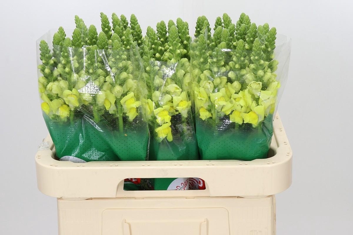 <h4>Antirrhinum Legend Yellow</h4>