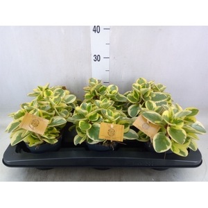 Peperomia obt. 'Obtipan Bicolor'