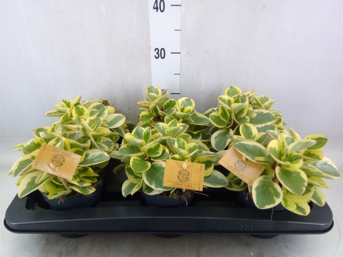 <h4>Peperomia obt. 'Obtipan Bicolor'</h4>