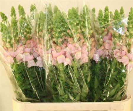 <h4>Antir Costa Silver</h4>