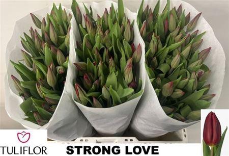 <h4>Tu En Strong Love</h4>
