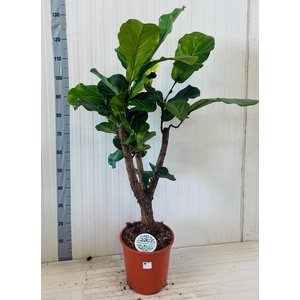 FICUS LYRATA