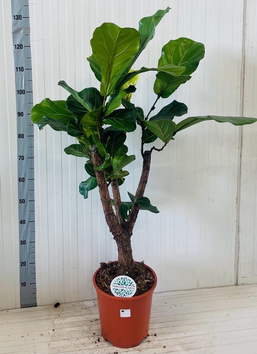 FICUS LYRATA