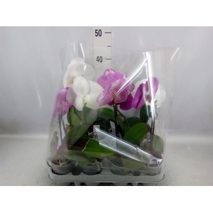 Phalaenopsis   ...mix