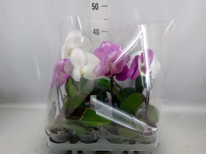 <h4>Phalaenopsis   ...mix</h4>