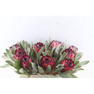 Protea Ruby Princess