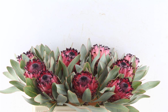 <h4>Protea Ruby Princess</h4>