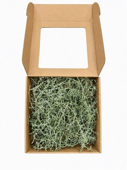 <h4>Wax Asparagus Green Olive P Box</h4>