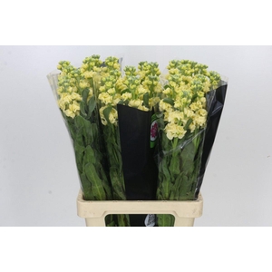 Matthiola Iron Yellow