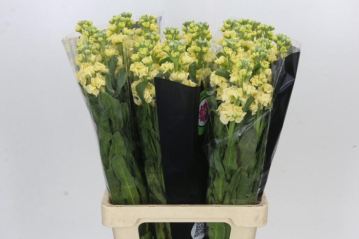 Matthiola Iron Yellow
