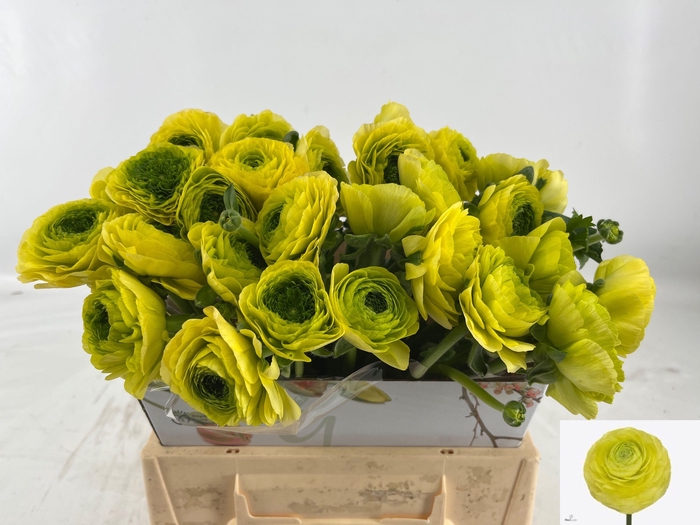 <h4>RAN AAZUR LEMON</h4>