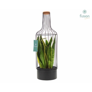 Metaal fles zwart Large met Sansevieria