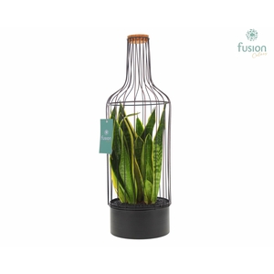 Metaal fles zwart Large met Sansevieria