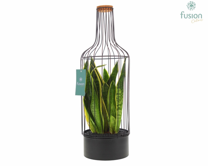 <h4>Metaal fles zwart Large met Sansevieria</h4>
