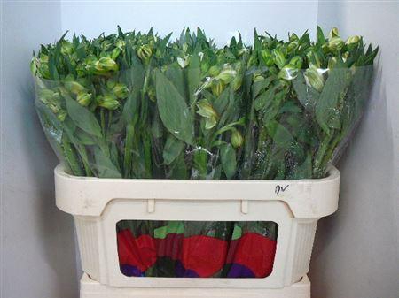 <h4>Alstr White Swan</h4>