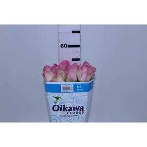 ROSA SORBET AVALANCHE 050 CM ROSA ESTUFA