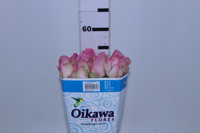 ROSA SORBET AVALANCHE 050 CM ROSA ESTUFA