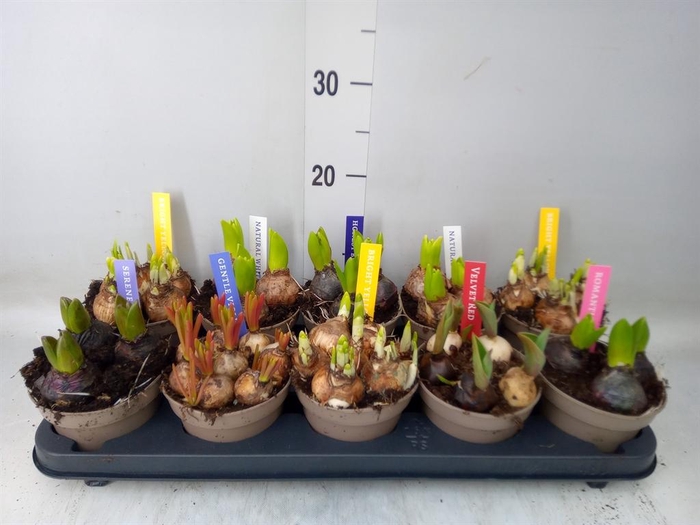 <h4>Bolbloemen   ...mix</h4>