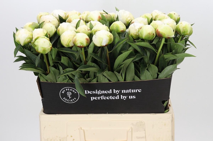 <h4>Paeonia Madame Claude Tain</h4>
