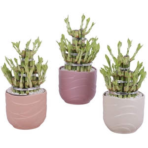 Lucky Bamboo Shape Round 3B Ø14cm Ceramic SE660