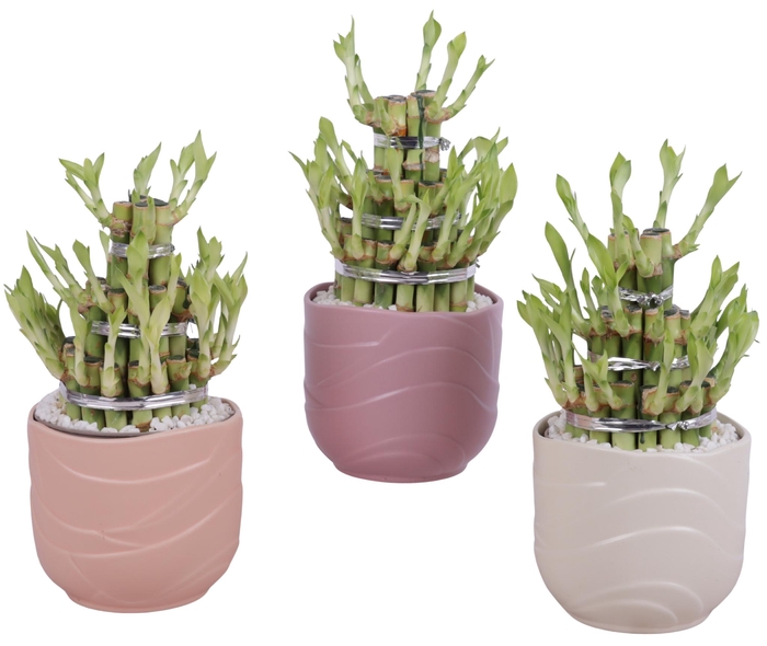 <h4>Lucky Bamboo Shape Round 3B Ø14cm Ceramic SE660</h4>